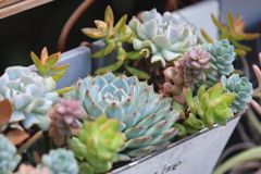 多肉植物