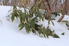 雪解け１