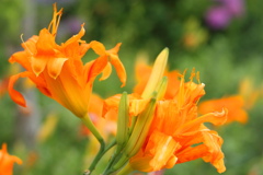 夏の花２