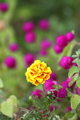 秋の花１