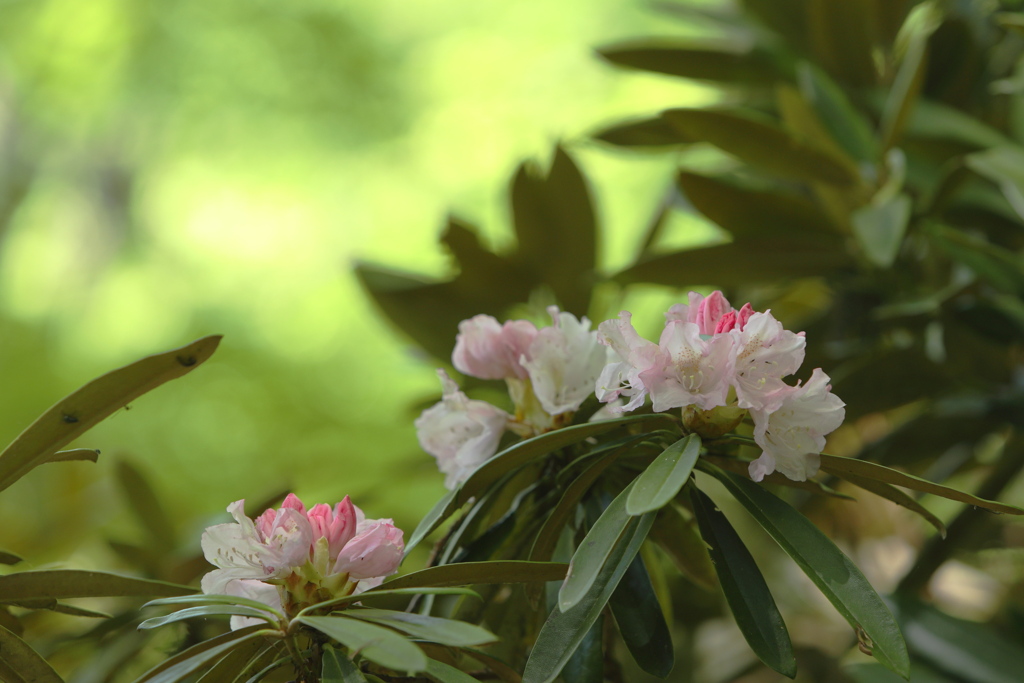 登山道沿いの石楠花