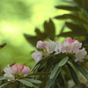 登山道沿いの石楠花