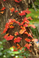 つたの紅葉