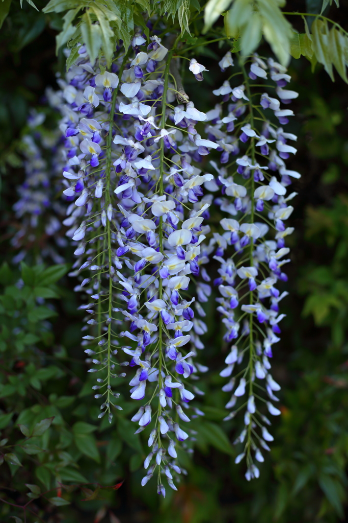 藤の花