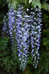 藤の花