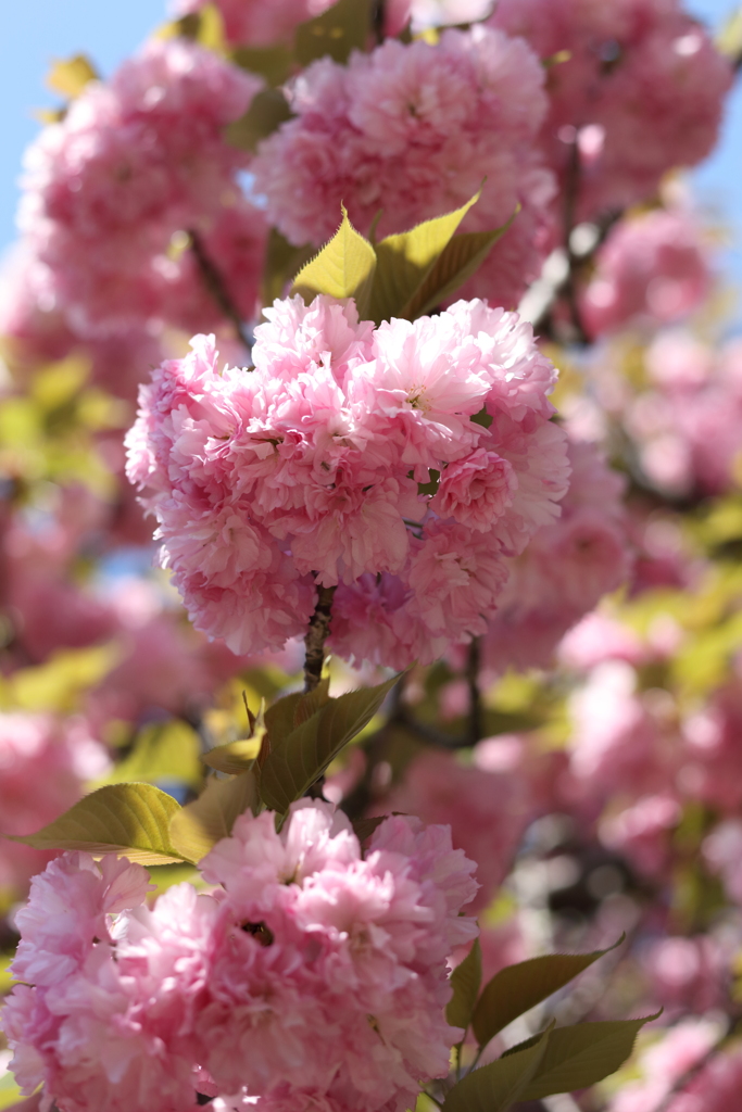 八重桜