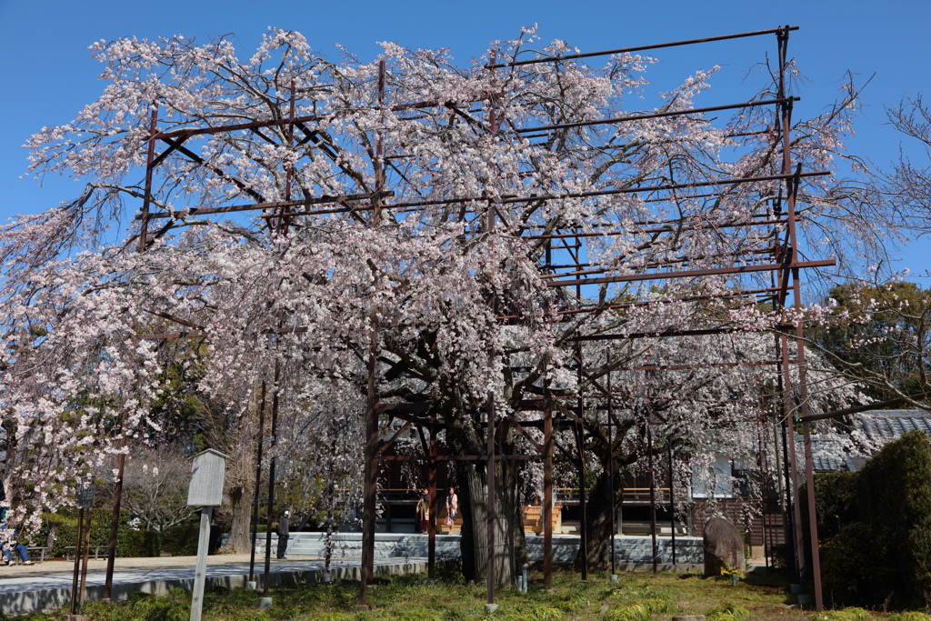 枝垂桜