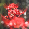 彼岸花