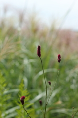 秋の花１