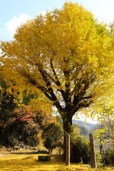 寺跡のイチョウの木