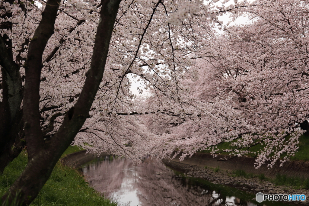 五条川の桜２