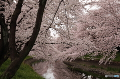 五条川の桜２