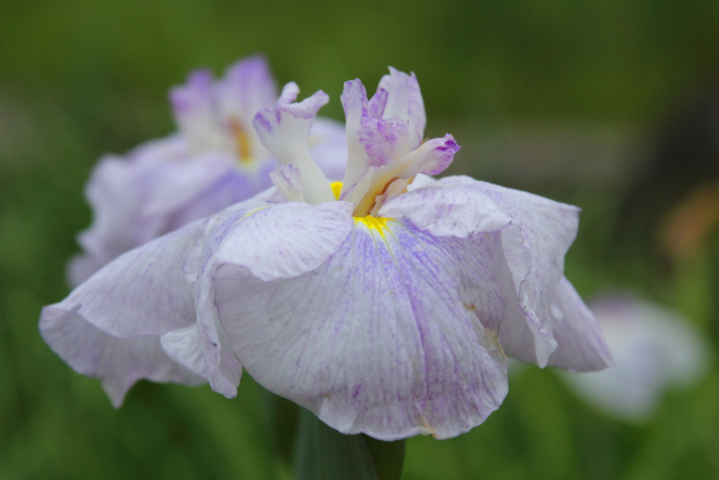 花菖蒲２