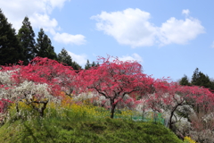 花桃の里２