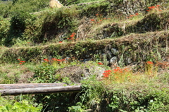 秋風景４