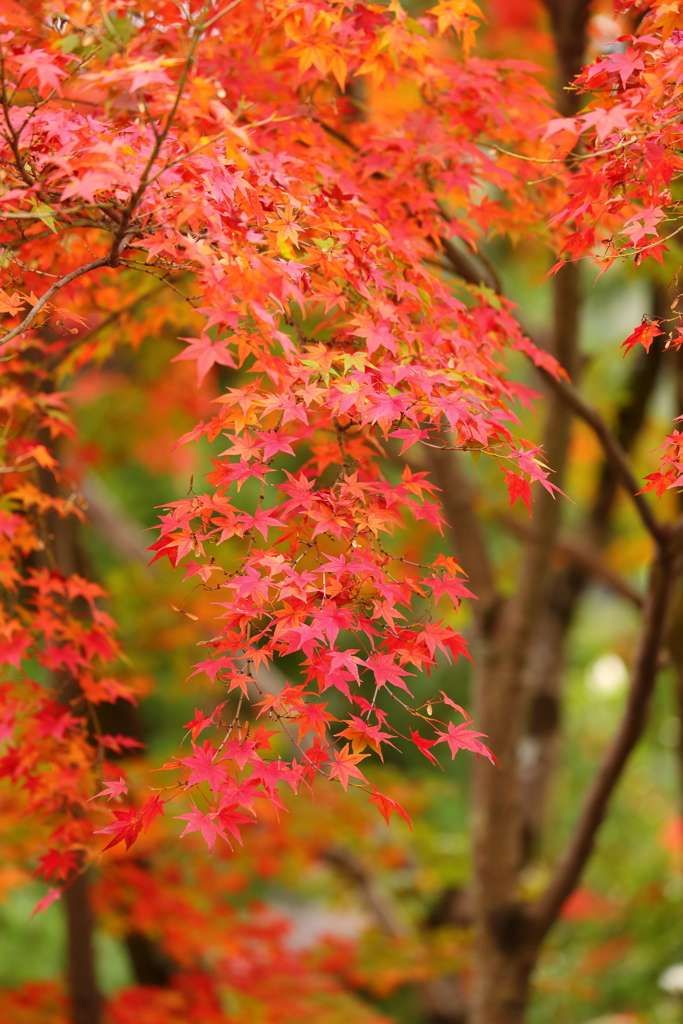 祇王寺の紅葉