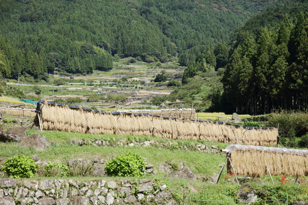 山里の棚田