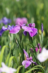 花菖蒲