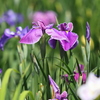 花菖蒲