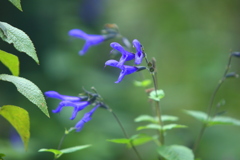 セージの花