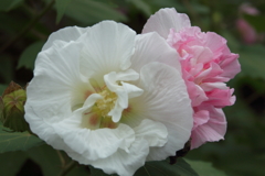 酔芙蓉