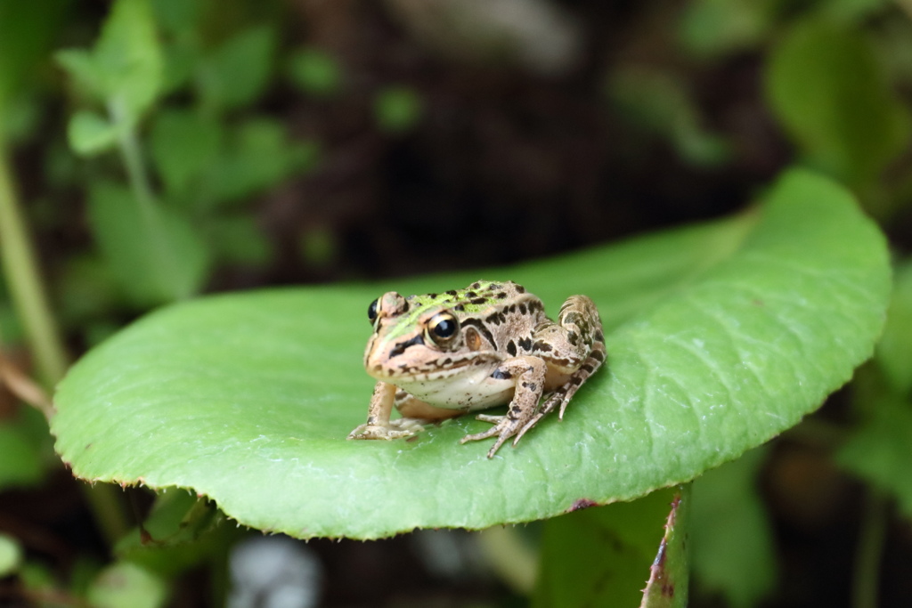 カエル