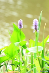 水辺の花
