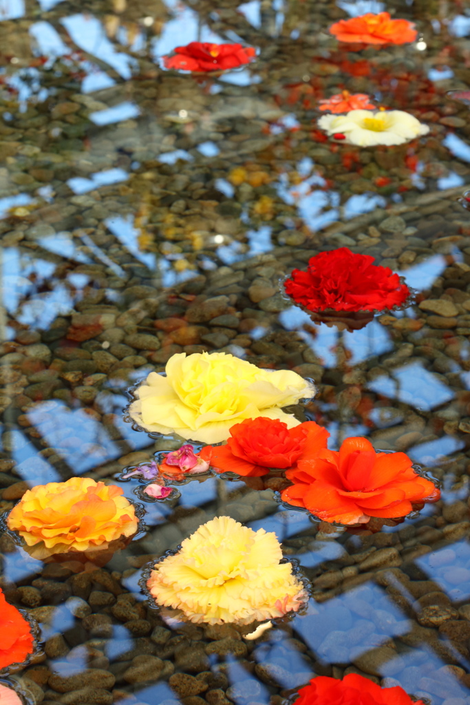 池に浮かぶ花