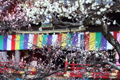 紅白梅の花