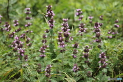 伊吹山の花１１