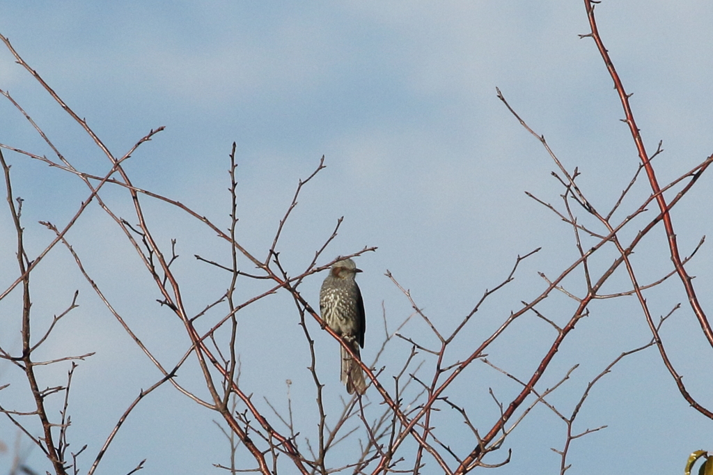 今日出会った鳥２