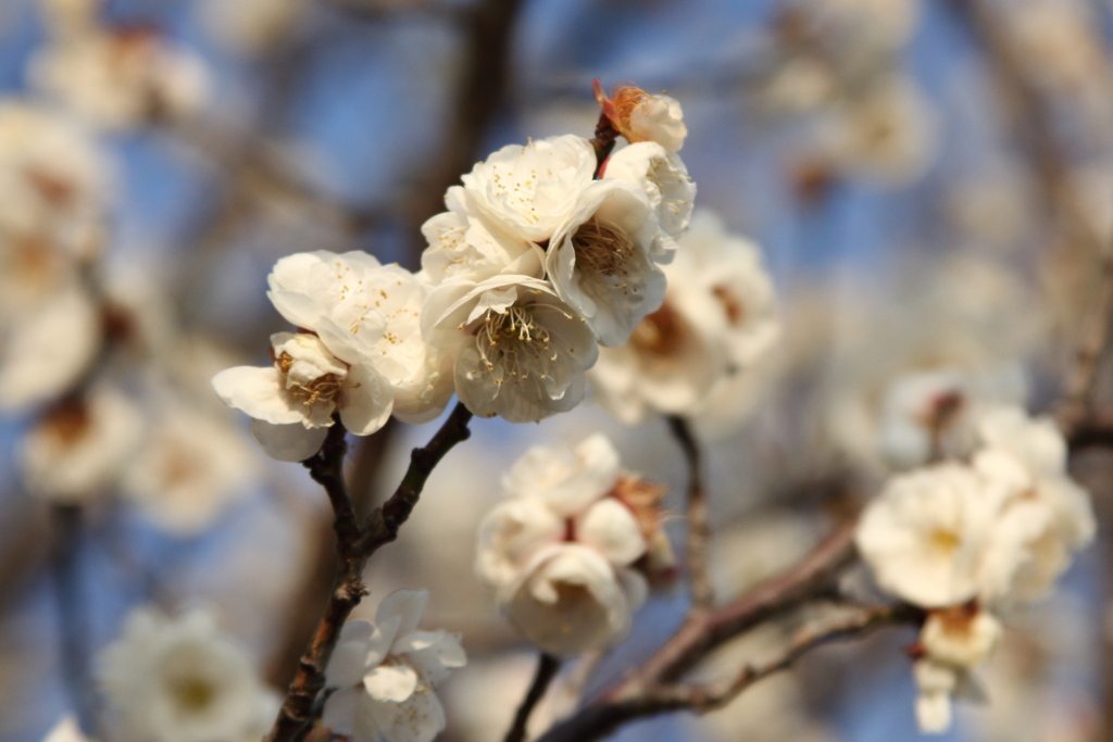 梅の花１