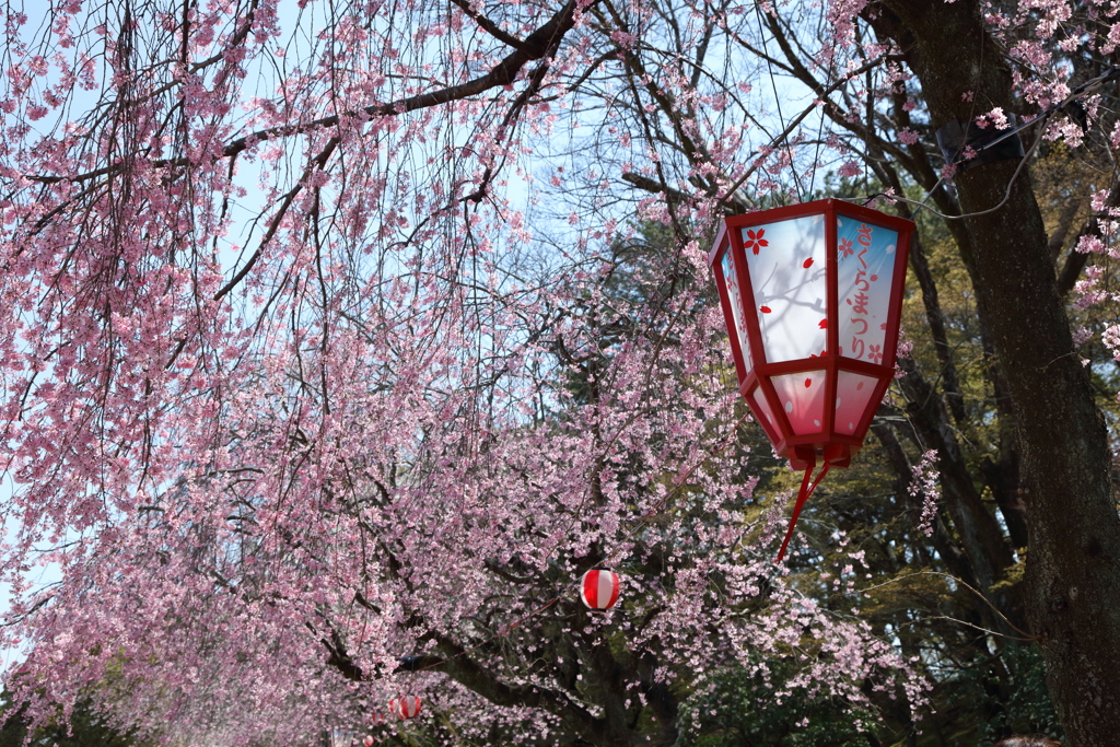 桜まつり