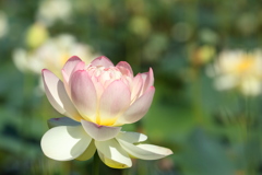 蓮の花