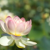 蓮の花
