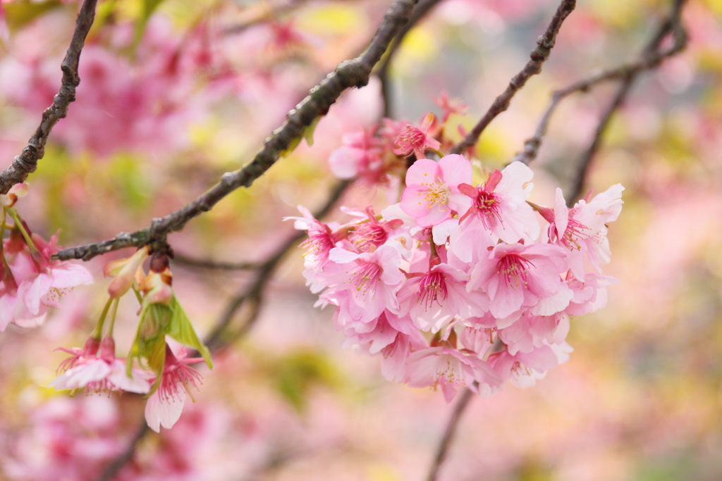 桜毬