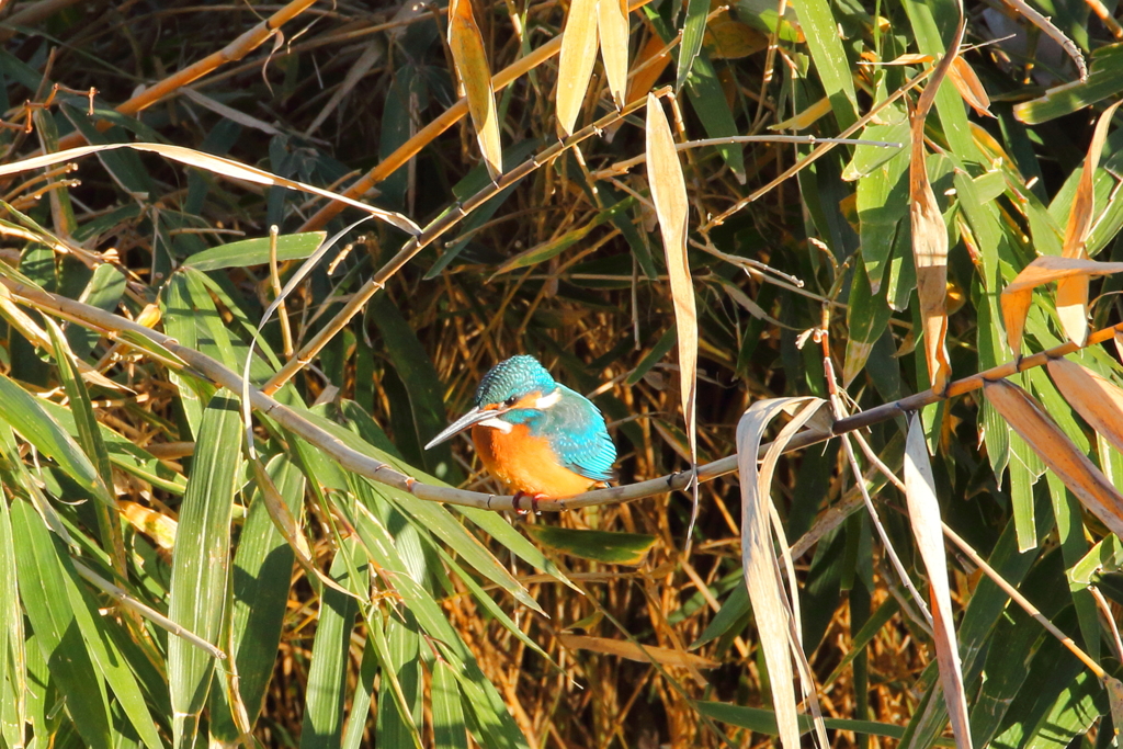 今日出会った鳥３