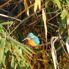 今日出会った鳥３