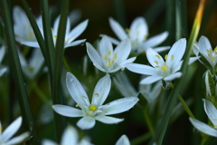 庭に咲く花