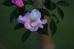 山茶花