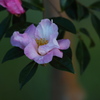 山茶花