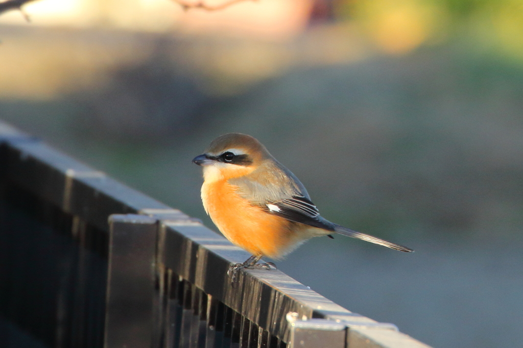 今日出会った鳥１