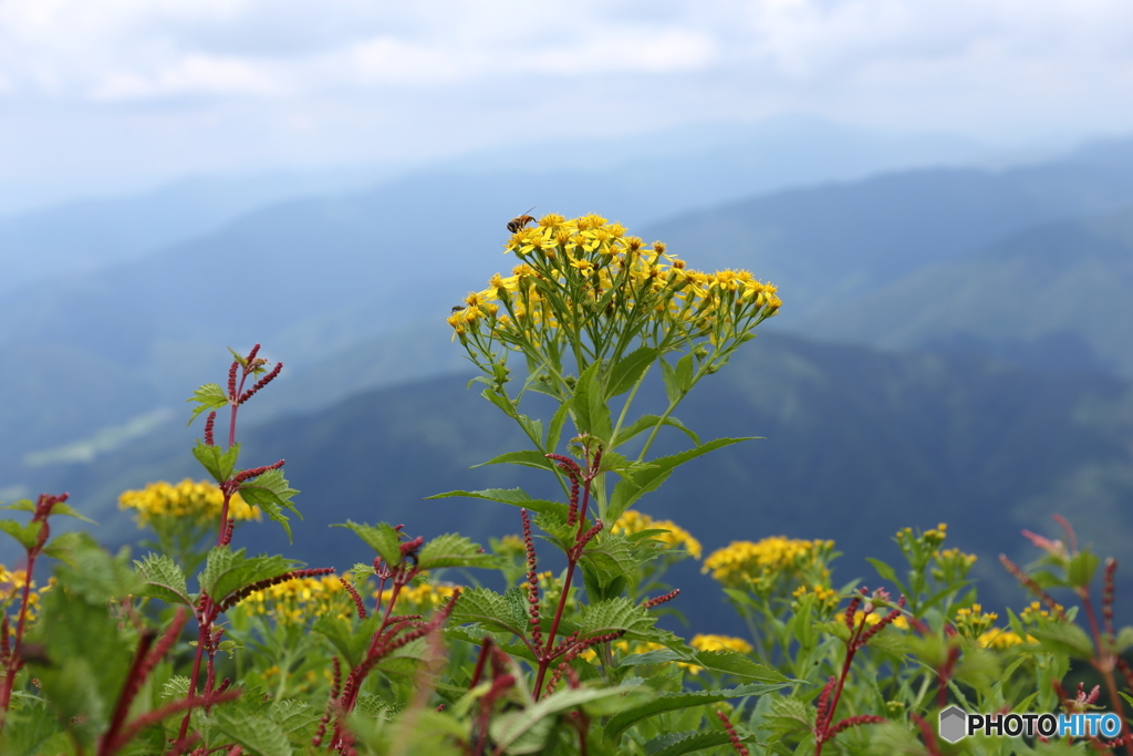 伊吹山の花１３