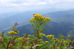 伊吹山の花１３