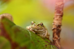アマガエル