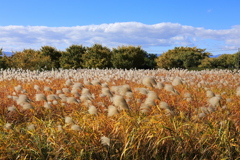 川沿いの原っぱ