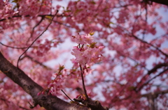 河津桜