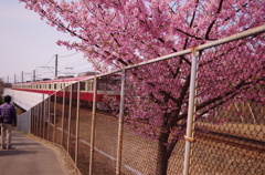 桜　京急