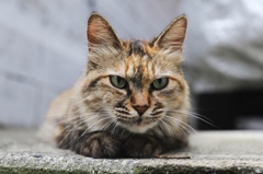 ねこ