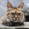 ねこ